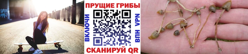 Галлюциногенные грибы прущие грибы  Купить закладки  Кяхта 